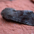 Clouded drab (Orthosia incerta) Kenneth Noble